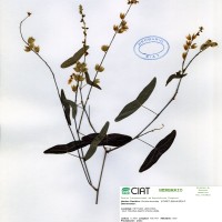 22301 herbarium
