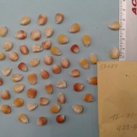 CIMMYTMA 5745 - Reference Inventory.jpg