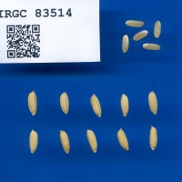IRGC 83514 Seed Photo