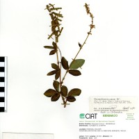 3555 herbarium