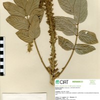 21182 herbarium