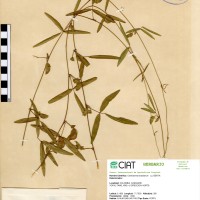 5420 herbarium