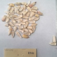 CIMMYTMA 2241 - Reference Inventory.jpg