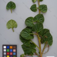 CIP 201263 Herbarium