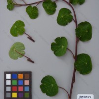 CIP 203029 Herbarium