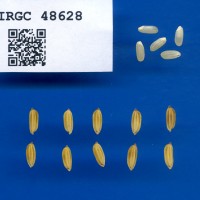IRGC 48628 Seed Photo