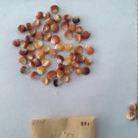 CIMMYTMA 991 - Reference Inventory.jpg