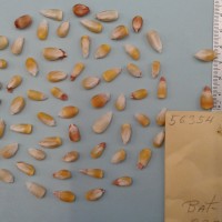 CIMMYTMA 5635 - Reference Inventory.jpg