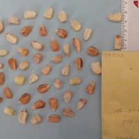 CIMMYTMA 5757 - Reference Inventory.jpg