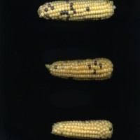 CIMMYTMA 28905 BOZM 0837 TC22U-2903-3 E.jpg