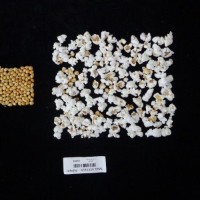 Popped and not popped comparison labeled.jpg