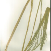 IRGC 93270 Herbarium