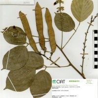 22390 herbarium