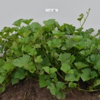 CIP 400906 (plant).jpg