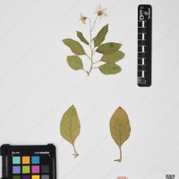 CIP 761353_OCH 11929_06.jpg