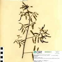 9240 herbarium