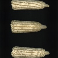 CIMMYTMA 1070 GUAT 329 AF19A-0903-26 E.jpg