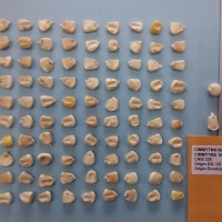 CIMMYTMA 16408 - Reference Inventory.jpg