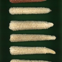 CIMMYTMA 26818 GUAN 400 BA22U-2903-71 C.jpg