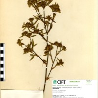 130 herbarium
