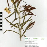 21314 herbarium