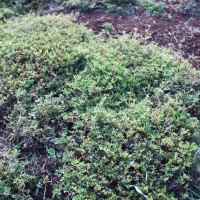 Stylosanthes humilis 12384.JPG