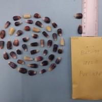 CIMMYTMA 7687 - Reference inventory.jpg