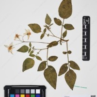 CIP 760259_HHCH 4562_02.jpg