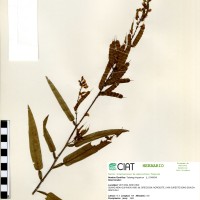 21924 herbarium