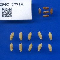 IRGC 37716 Seed Photo