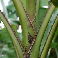 6.3.1 - Blotches at the petiole base