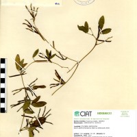 9941 herbarium