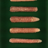 CIMMYTMA 27524 GUAT 1016 PV22A-1903-243 C1830 _compress.jpg