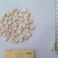 CIMMYTMA 1817 - Reference Inventory.jpg