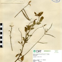 9232 herbarium