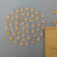 CIMMYTMA 5492 - Reference Inventory.jpg