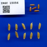IRGC 15056 Seed Photo