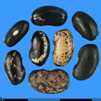 G3096 seed.jpg
