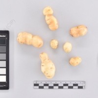 CIP 765722_RPSP 034_acs_T_2024.jpg