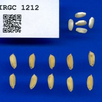 IRGC 1212 Seed Photo