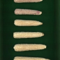 CIMMYTMA 5502 YUCA 67 AF19A-0903-57 C.jpg