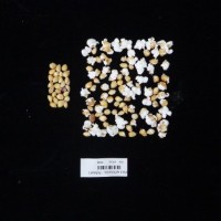 Popped and not popped comparison labeled.jpg