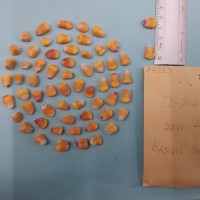 CIMMYTMA 7455 - Reference inventory.jpg