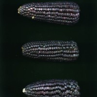 CIMMYTMA 83 PUEB 102 BA23U-2903-101 E.jpg