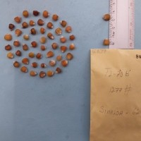 CIMMYTMA 8003 - Reference inventory.jpg