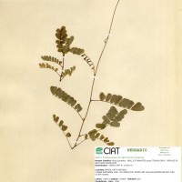 18730 herbarium