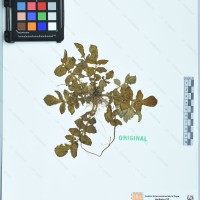 CIP 761962 herbarium