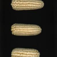 CIMMYTMA 303 JALI 253 PV22A-1903-96 E0050 _compress.jpg