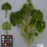 CIP 201054 Herbarium