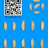 WAB0000176.jpg